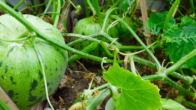 Planting and harvesting Melons on the terrace, just looking at it makes me fall in love смотреть онлайн