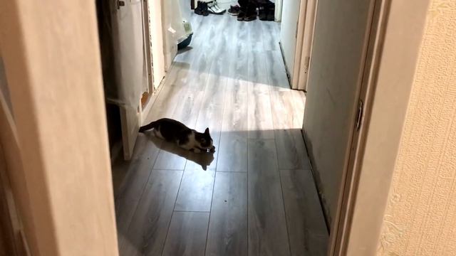 Бросаю коту МИШКЕ мышку и он её ПРИНОСИТ обратно / SANISHOW смотреть онлайн