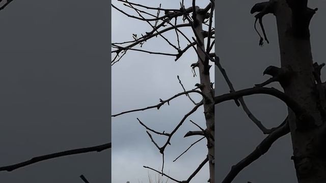 Обрезка яблони по типу Веретено смотреть онлайн