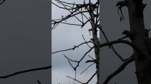 Обрезка яблони по типу Веретено