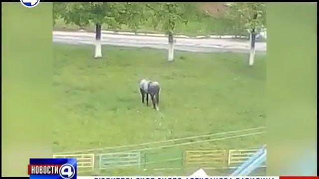 Мобильный репортер Лошадь в яблоках смотреть онлайн