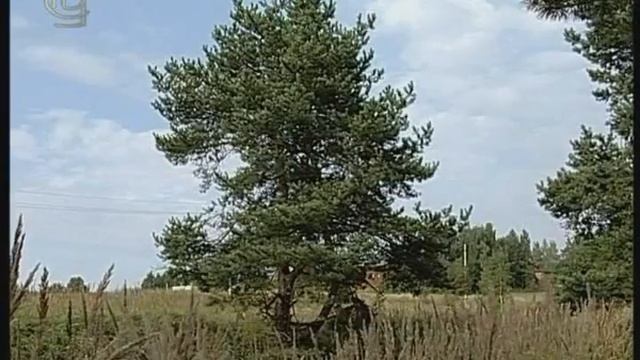 Отдел голосеменные. Разнообразие голосеменных. Класс хвойные смотреть онлайн
