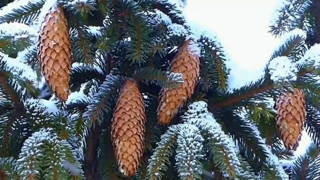 Народный календарь 3 января смотреть онлайн