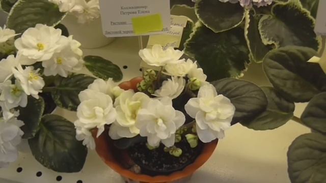 Выставка фиалок в Москве Дом фиалки 02/06/2018 смотреть онлайн