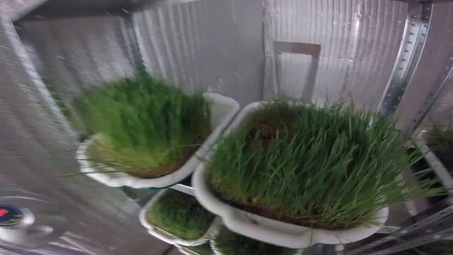 Неудачное выращивание пшеницы на ВИТГРАСС/Экоферма64/стеллаж с автополивом/микрозелень смотреть онлайн