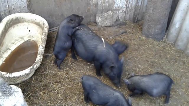брачные игры весной смотреть онлайн