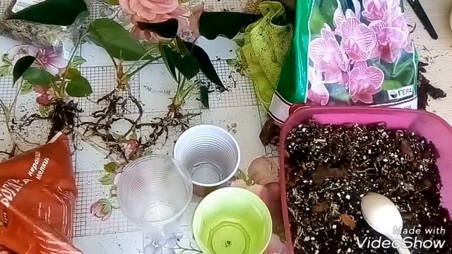 Антуриум Размножение Отростками - Детками. Новичкам! смотреть онлайн