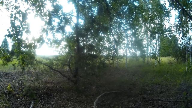 Лесопососа в которой копаю больше 10 лет! смотреть онлайн