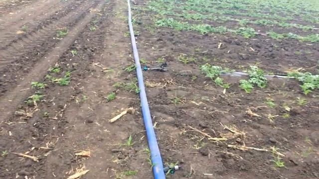 Выращивание дынь .Огурец и дыня по прежнему болеют.Обзор овощного поля. смотреть онлайн