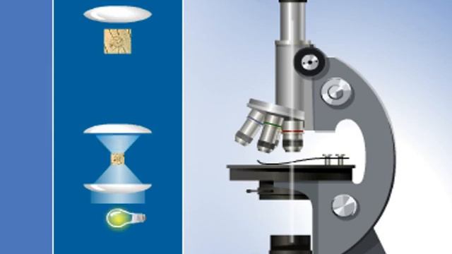 Оптикалық микроскоптың жұмыс істеу принципі смотреть онлайн