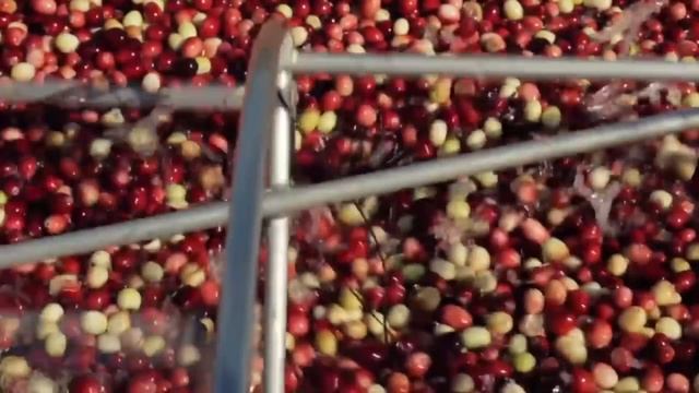 Как с помощью воды собирают клюкву в Америке смотреть онлайн