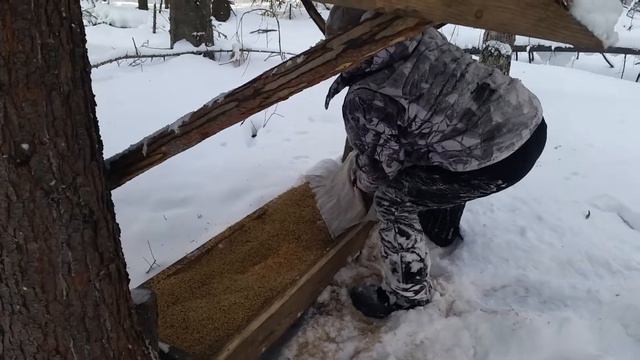 Подкормочная площадка для кабана смотреть онлайн