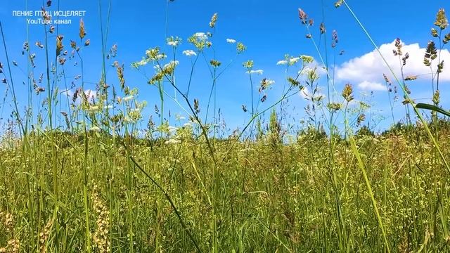 ПЕНИЕ ЗЯБЛИКАТРЯСОГУЗКИ И ПЕНОЧКИ ТЕНЬКОВКИ ПРЕКРАСНО СНИМАЕТ НЕРВНОЕ НАПРЯЖЕНИЕ И УСПОКАИВАЕТ.