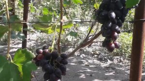 Виноград Краса Балок