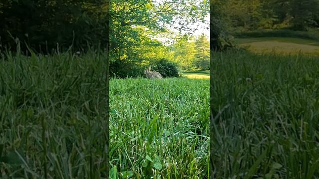 Green Grass, Singing Birds, And Sunbeams.  Perfect Day For A Bunny! 🐰🌾☀️