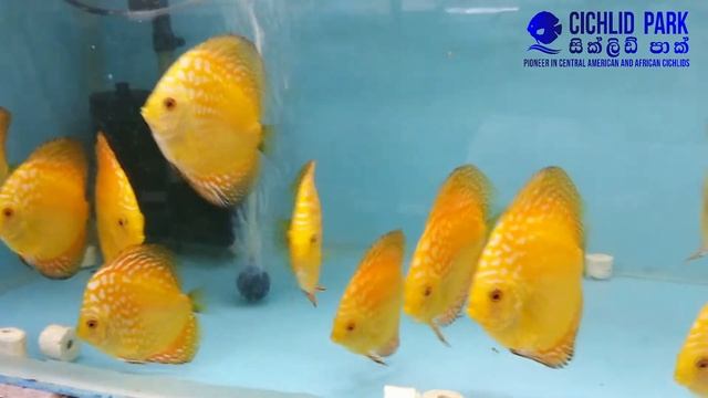 Yellow Checkerboard Discus @ Cichlid Park смотреть онлайн