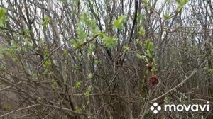 Так цветет у нас тальник.      Владимирская обл.