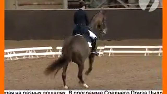Выездка лошадей смотреть онлайн