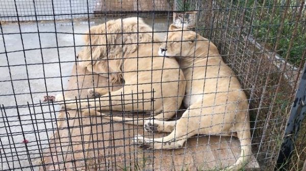 Пара белых львов. Тайган. White lions