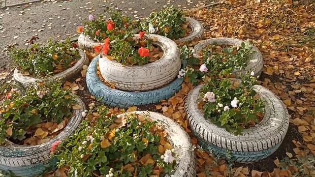 Мне столько НЕ надо! Оставлю замерзать| Плющелистные пеларгонии смотреть онлайн