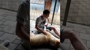 Скотоложство