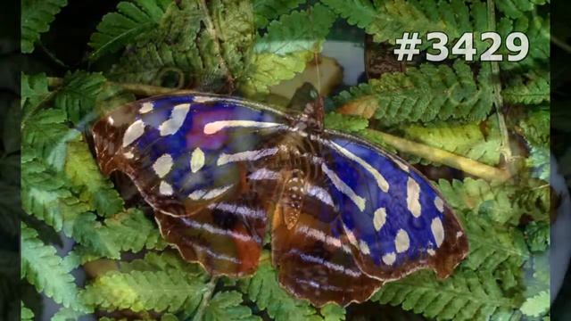 #3429. Бабочки (В мире животных) смотреть онлайн