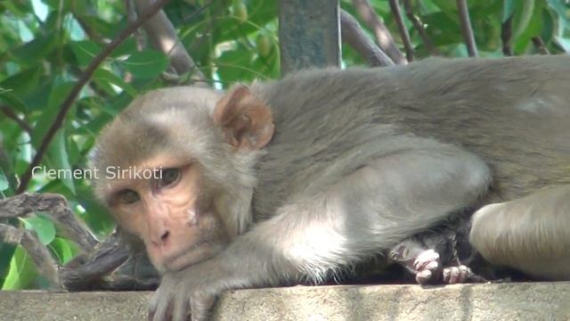 Mother monkey carrying around and caring for her dead baby | RIP ! смотреть онлайн