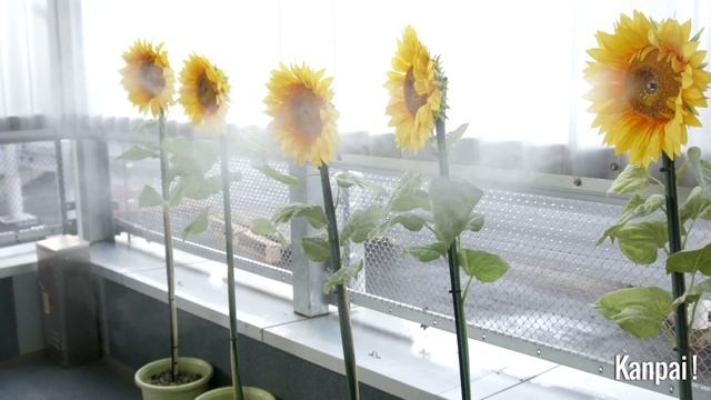 Tokyo-Narita Airport (4K) смотреть онлайн