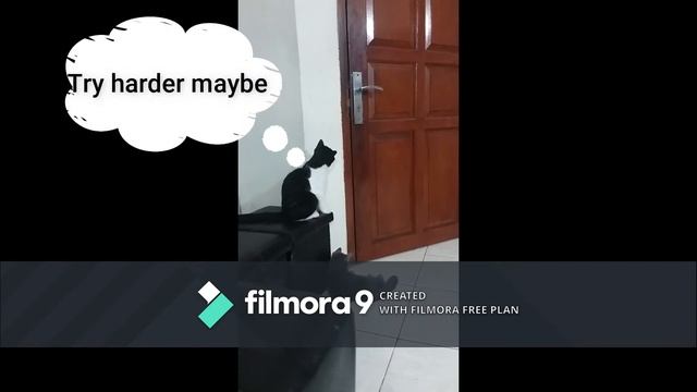 My Cats react when i was locked outside смотреть онлайн