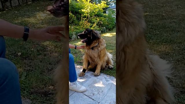 Leonberger Leos dog world, Summer 2022 смотреть онлайн