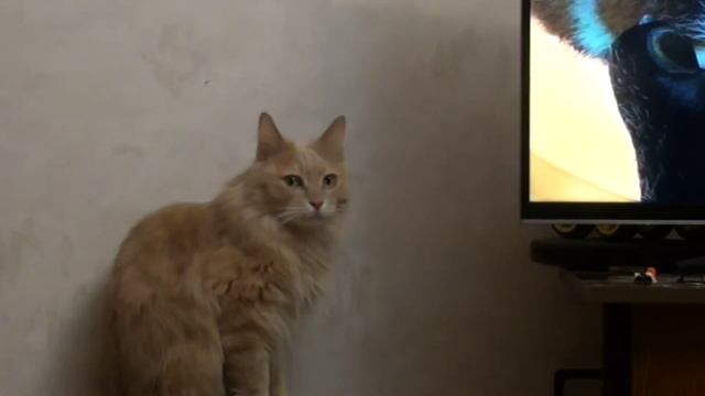 Кот Леопольд смотреть онлайн
