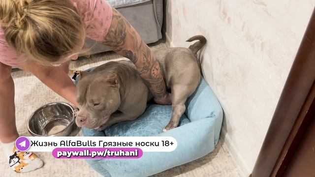 Обучаем наикрупнейщую собаку!!! Будка больше чем у хозяина!! Как воспитывать уже ВЗРОСЛУЮ Собаку? смотреть онлайн