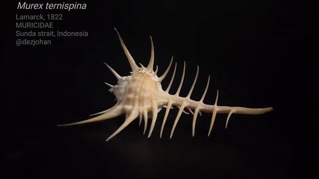 Murex ternispina смотреть онлайн