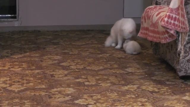 Маленькие белые кролики играют с кошкой смотреть онлайн