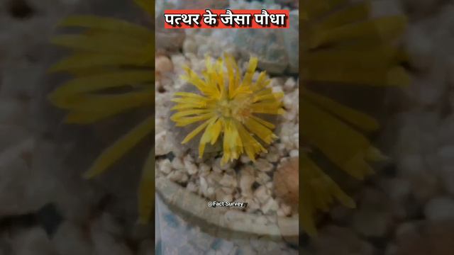 पत्थर के जैसा दिखने वाला पौधा | Lithops #ytshort #short #flower смотреть онлайн