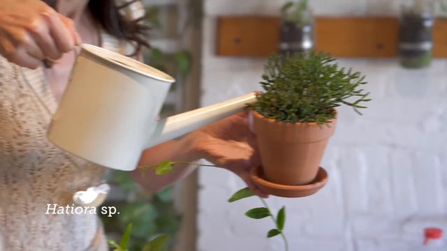 Houseplant 101: How to Water Houseplants Properly — Ep 120 смотреть онлайн