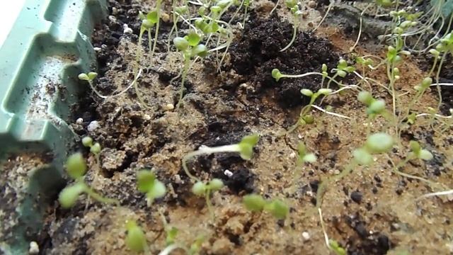 МОИ ОШИБКИ ПРИ УХОДЕ ЗА ВСХОДАМИ НЕМЕЗИИ. УСТРАНЯЕМ ПРОБЛЕМУ ВЫТЯНУТОЙ РАССАДЫ. смотреть онлайн