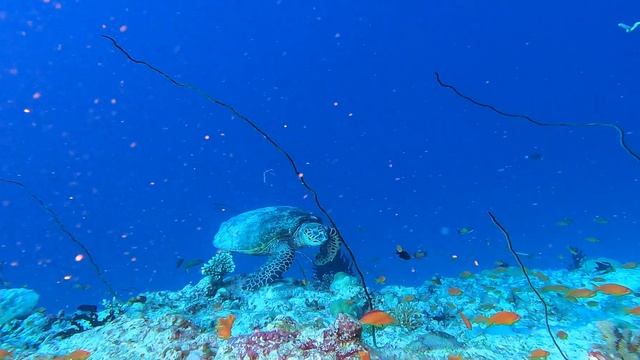 DIVING HIGHLIGHTS of THE SOUTH MALE ATOLL, MALDIVES 4K MARCH 2022 смотреть онлайн