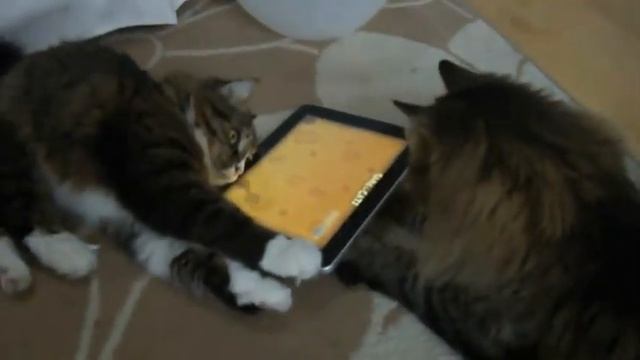 Во что играют коты смотреть онлайн