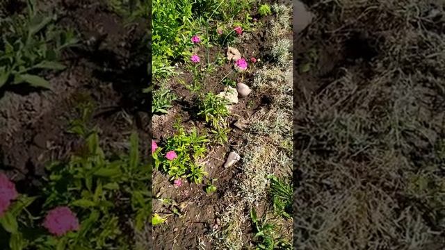 Турецкая гвоздика - выращивание и уход смотреть онлайн