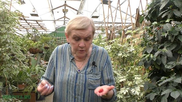 Плоды кофейного дерева смотреть онлайн