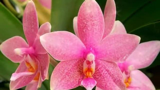 П.И.Чайковский-Вальс цветов смотреть онлайн