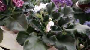 КАК Я СТИМУЛИРУЮ ПОВТОРНОЕ ЦВЕТЕНИЕ У ФИАЛОК !