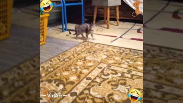 ЛУЧШИЕ дРуЗьЯ!!!!🐱👍 смотреть онлайн