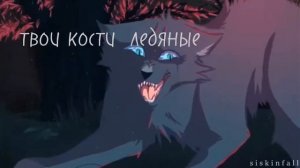 Синея звезда и мошка #котики #котывоители