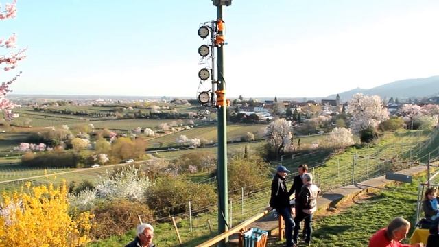 Цветение миндального ореха. Neustadt Mandelblütenfest . смотреть онлайн