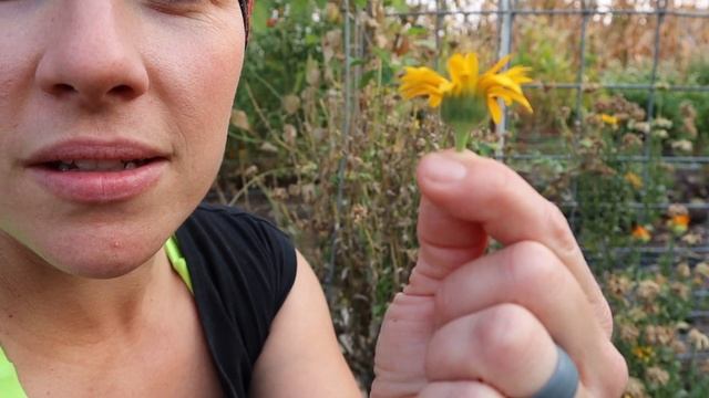 Calendula: From Seed, To Flower, To Salve. ? смотреть онлайн