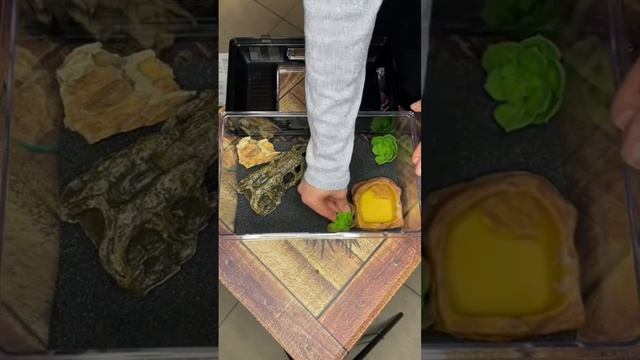 Как назовём? Выберу самый залайканный коммент! #эублефар #геккон #ящерица #рептилии #террариум смотреть онлайн