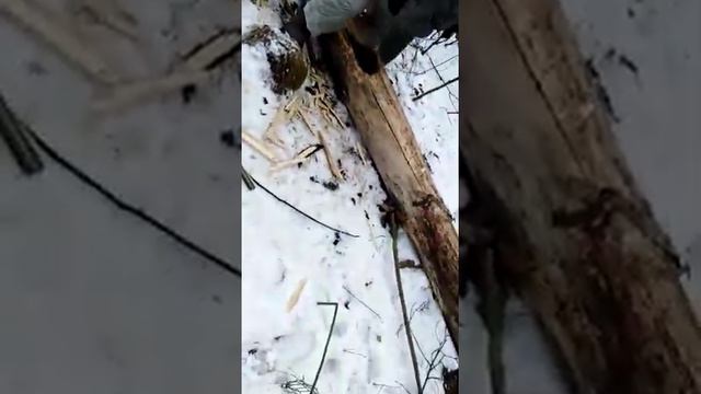 Натаска на куницу РЕЛ -2 смотреть онлайн