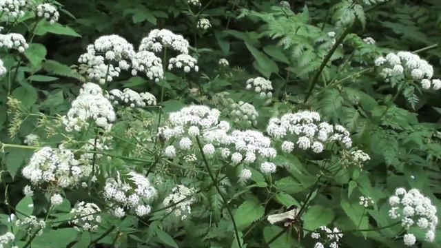 Куди літають бджоли після акації. смотреть онлайн